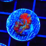 Ultra Acan Coral