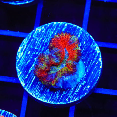 Ultra Acan Coral