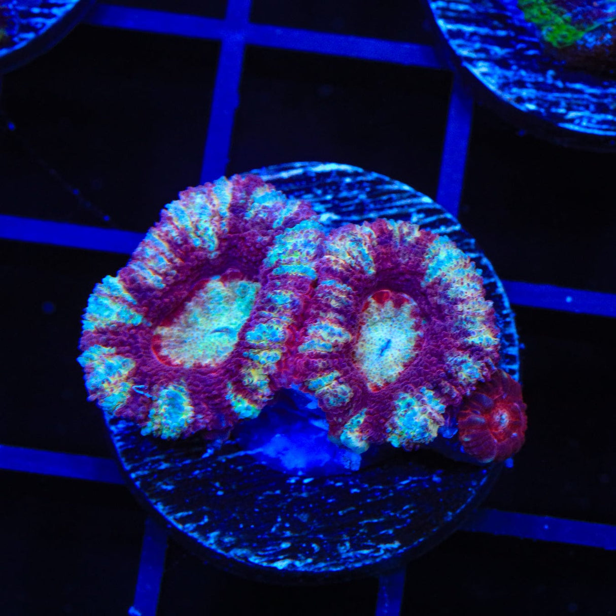 Ultra Acan Coral