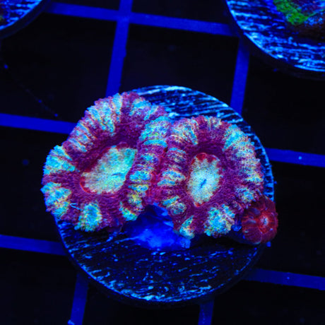 Ultra Acan Coral