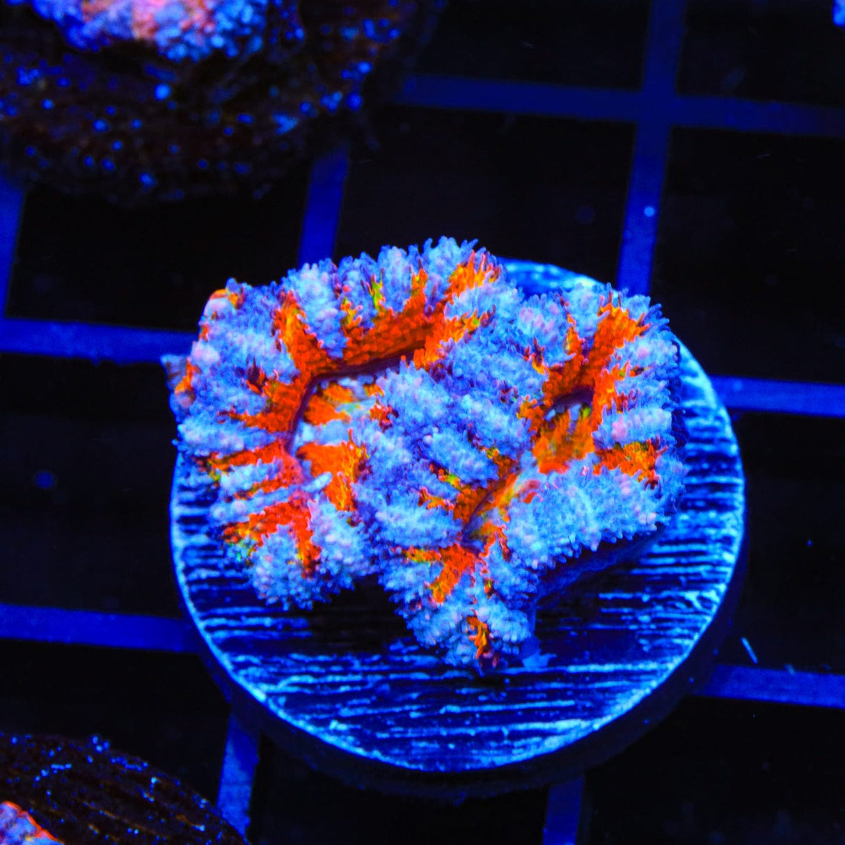 Ultra Acan Coral