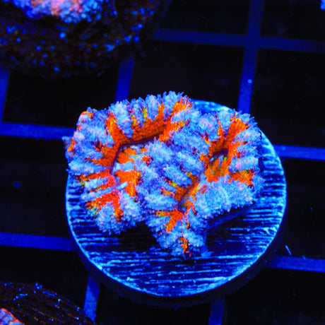Ultra Acan Coral
