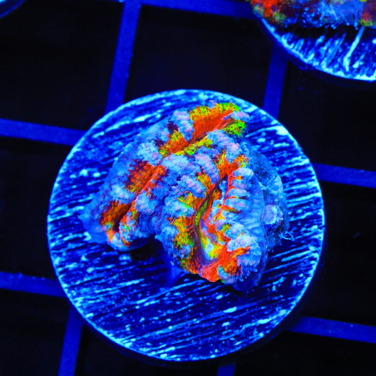 Ultra Acan Coral