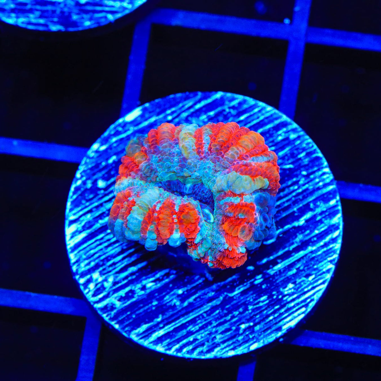 Ultra Acan Coral