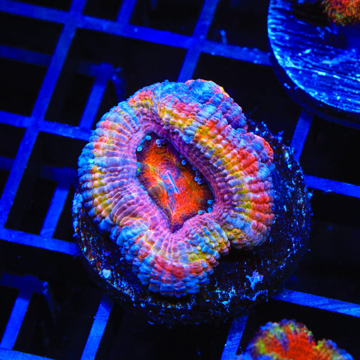 Ultra Acan Coral