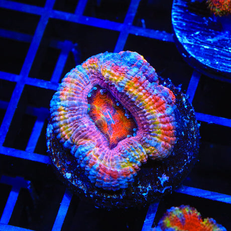 Ultra Acan Coral