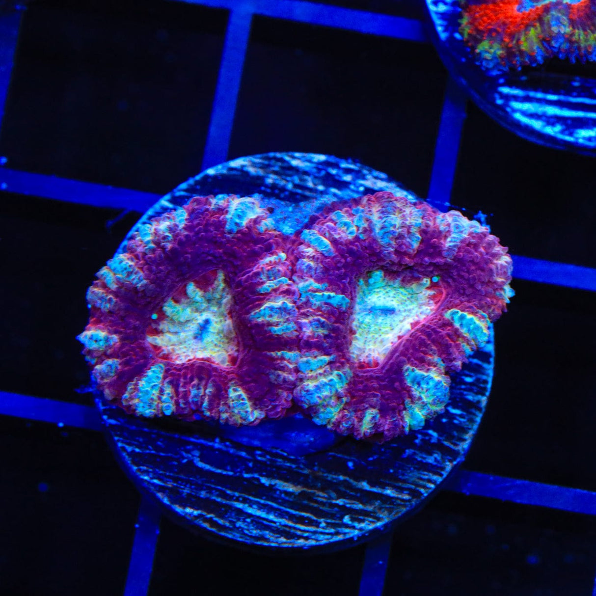 Ultra Acan Coral
