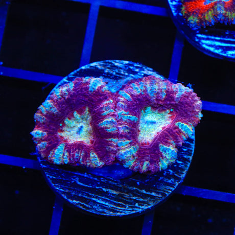 Ultra Acan Coral