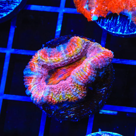 Ultra Acan Coral