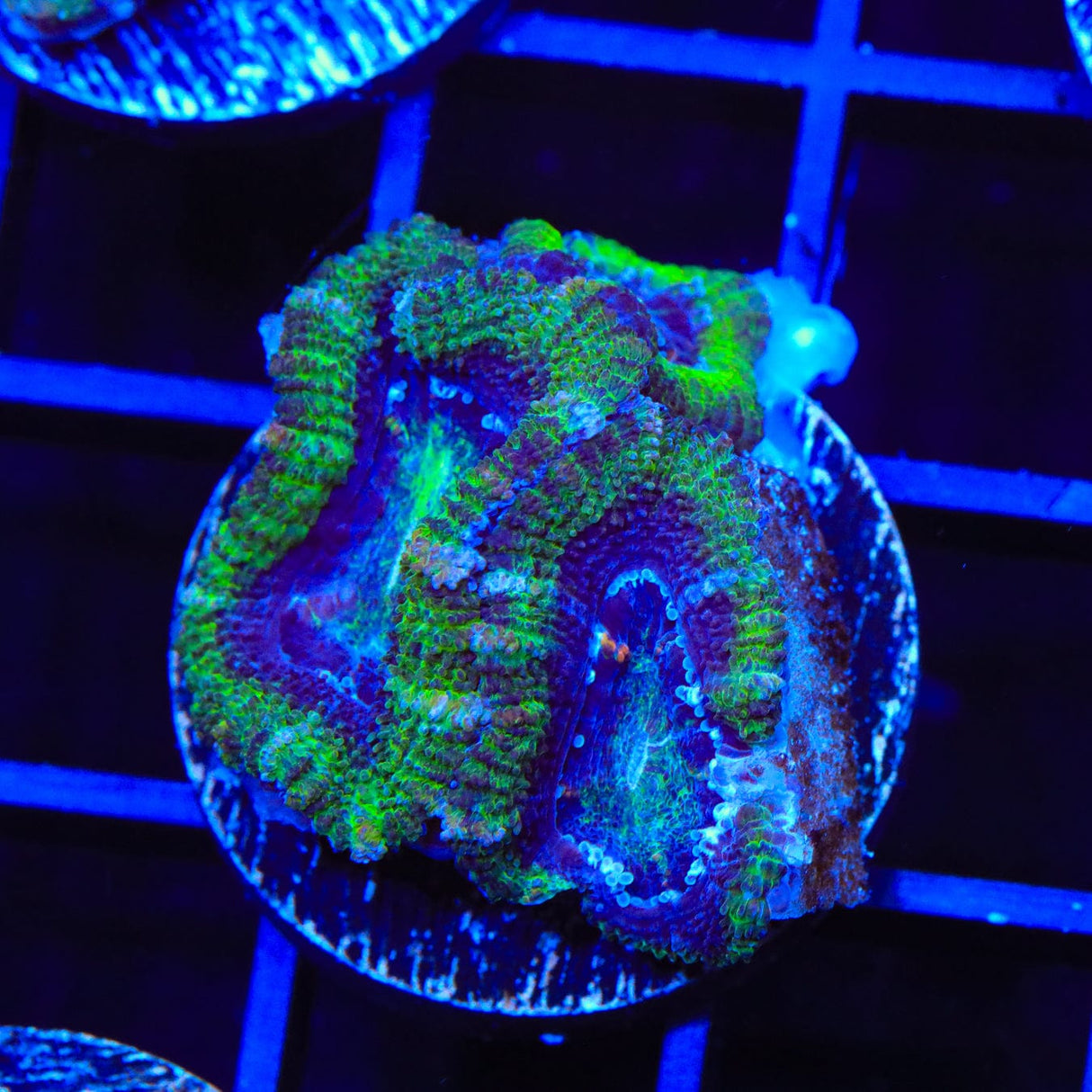 Ultra Acan Coral