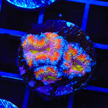 Ultra Acan Coral