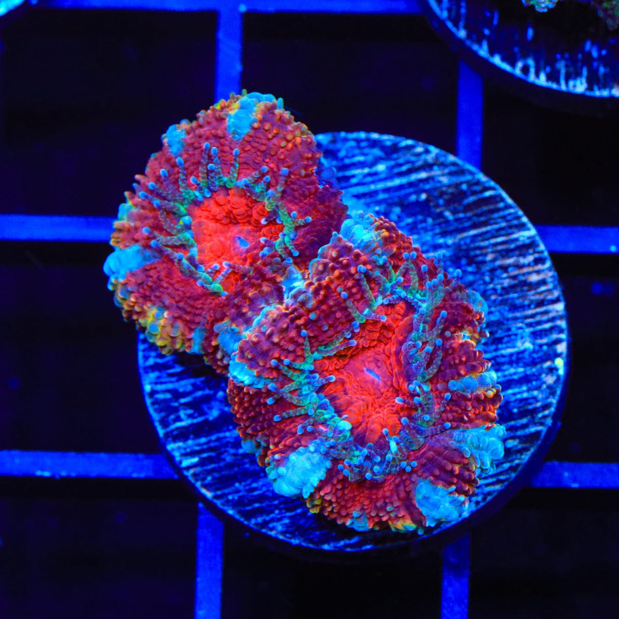Ultra Acan Coral