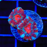 Ultra Acan Coral