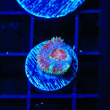 Ultra Acan Coral