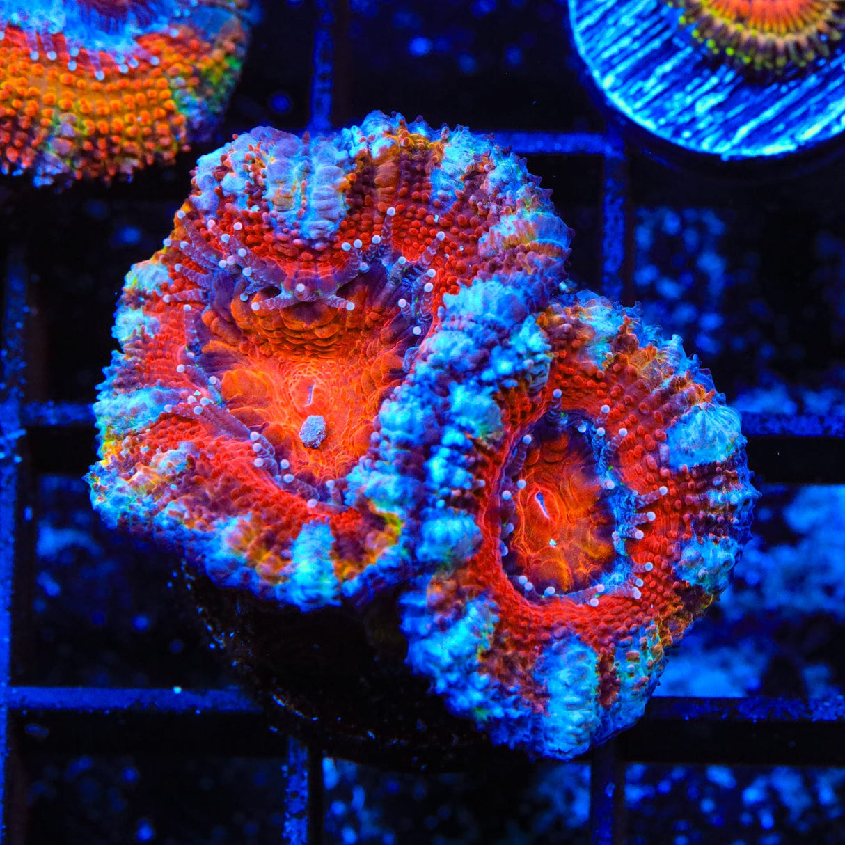 Ultra Acan Coral