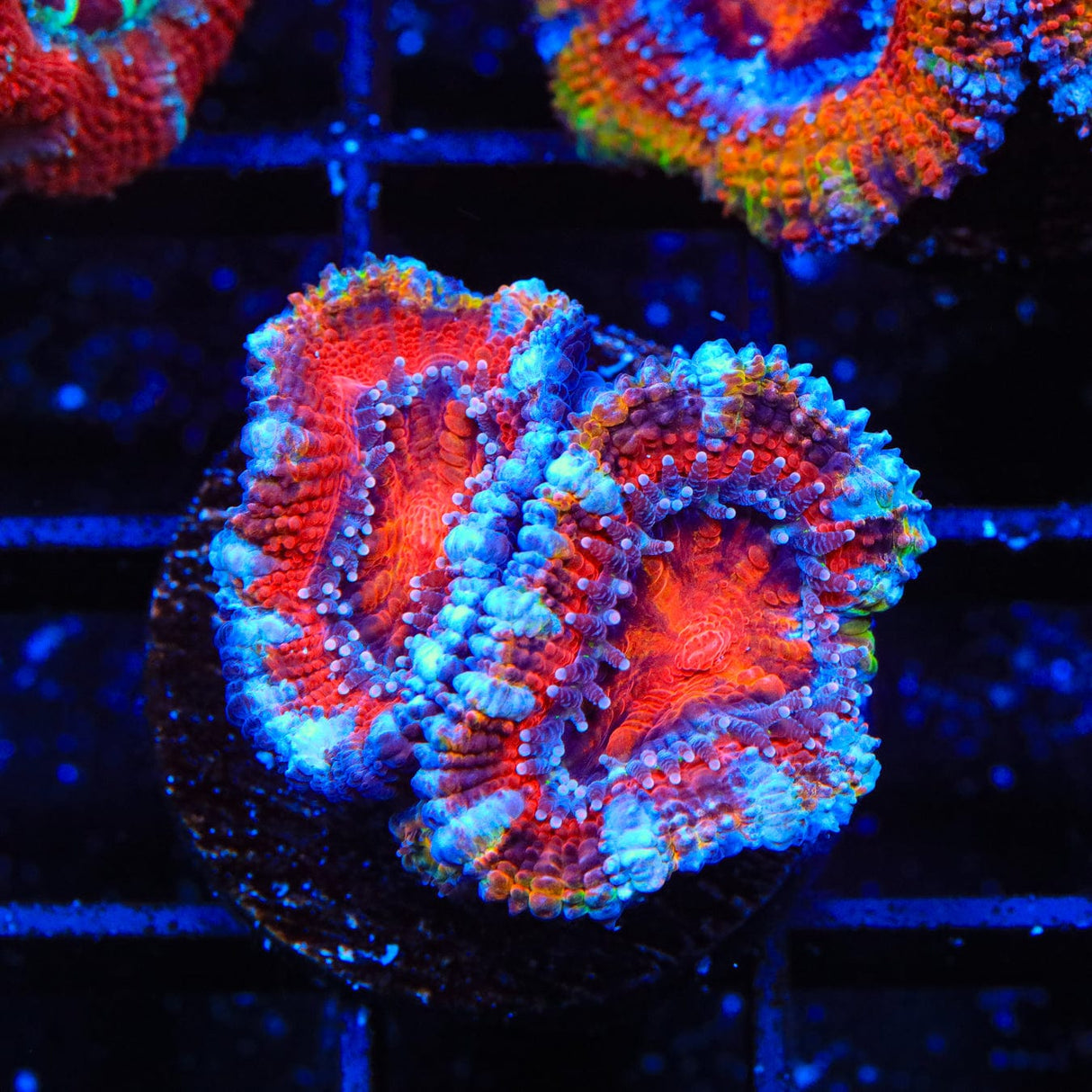 Ultra Acan Coral