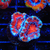 Ultra Acan Coral