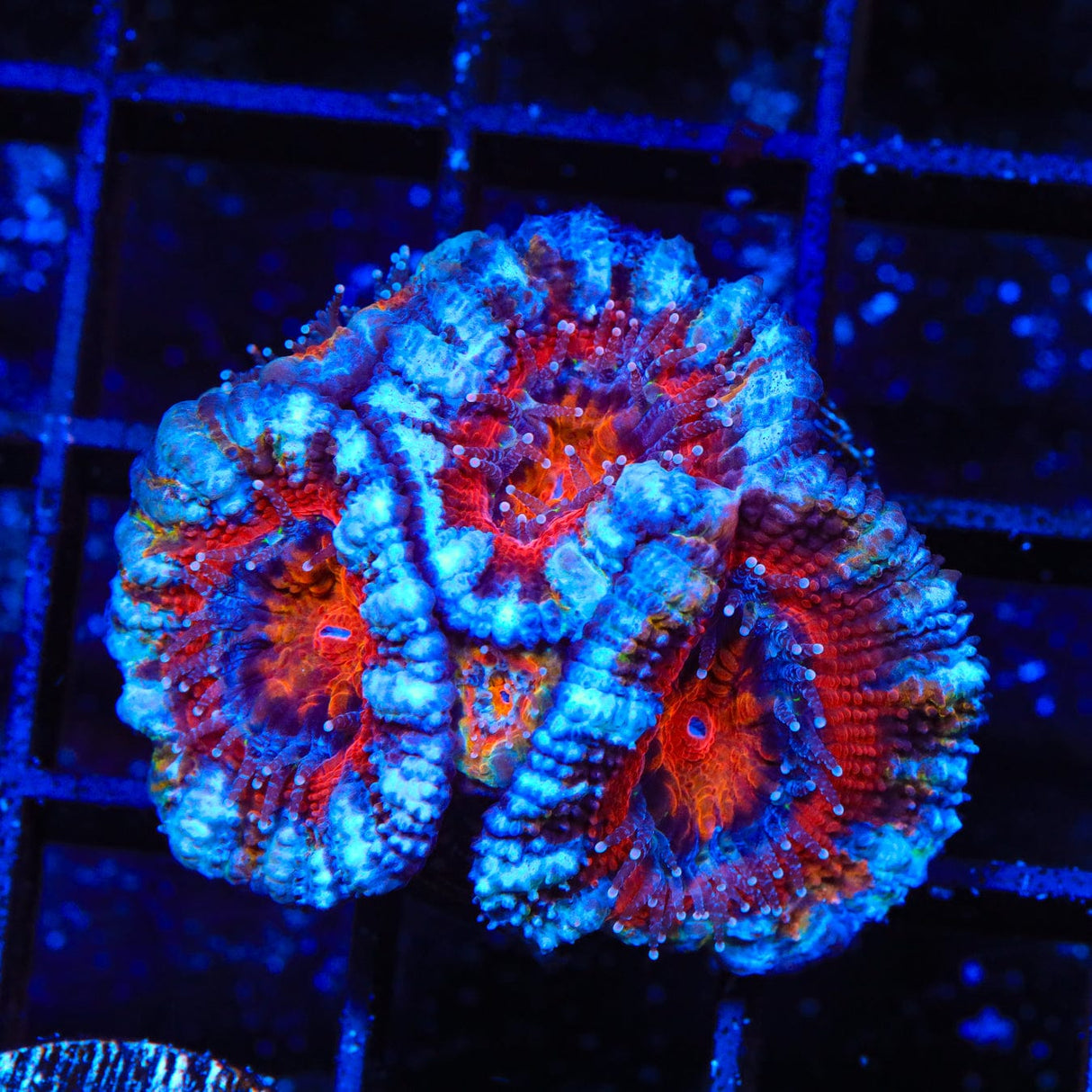 Ultra Acan Coral