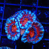 Ultra Acan Coral