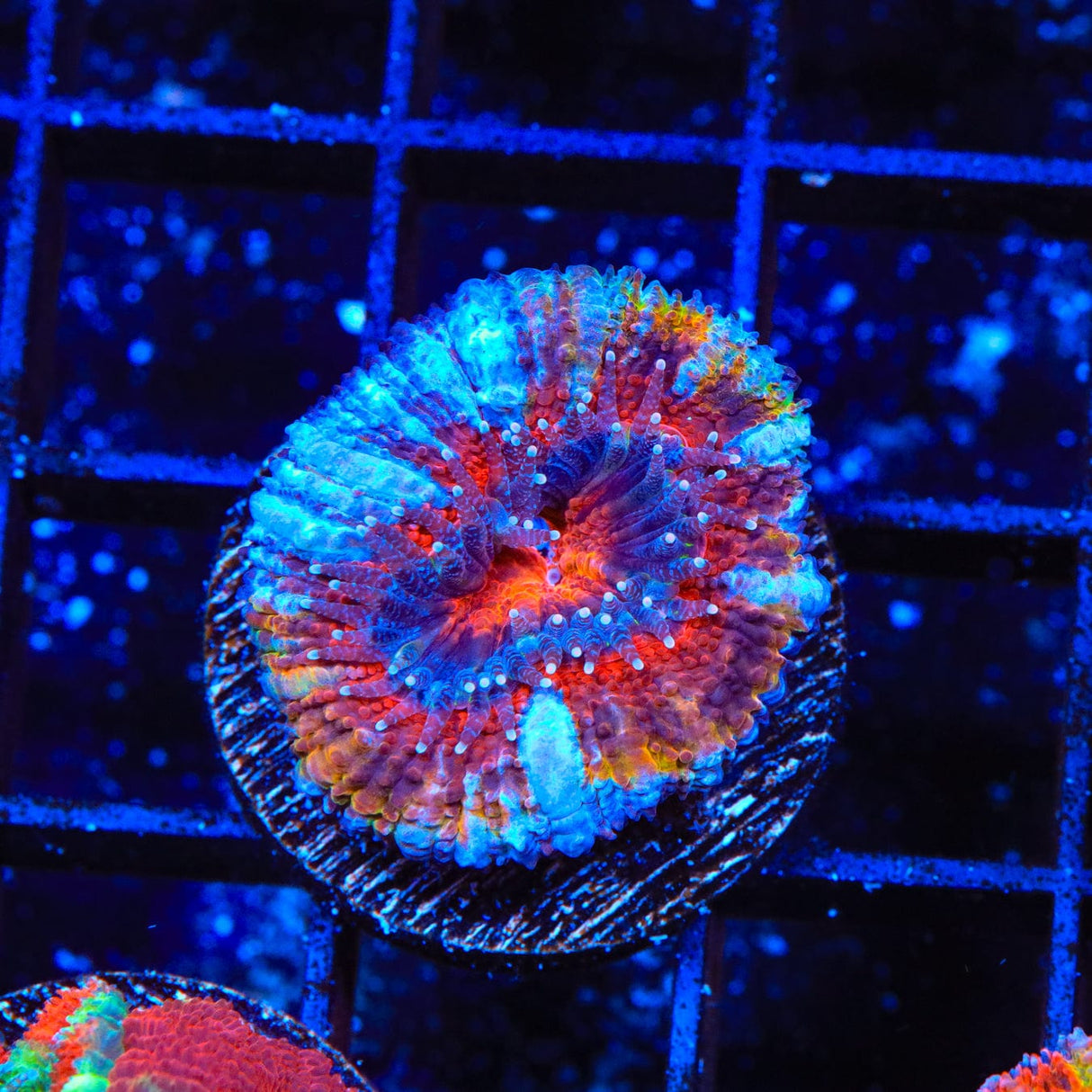 Ultra Acan Coral