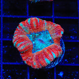 Ultra Acan Coral