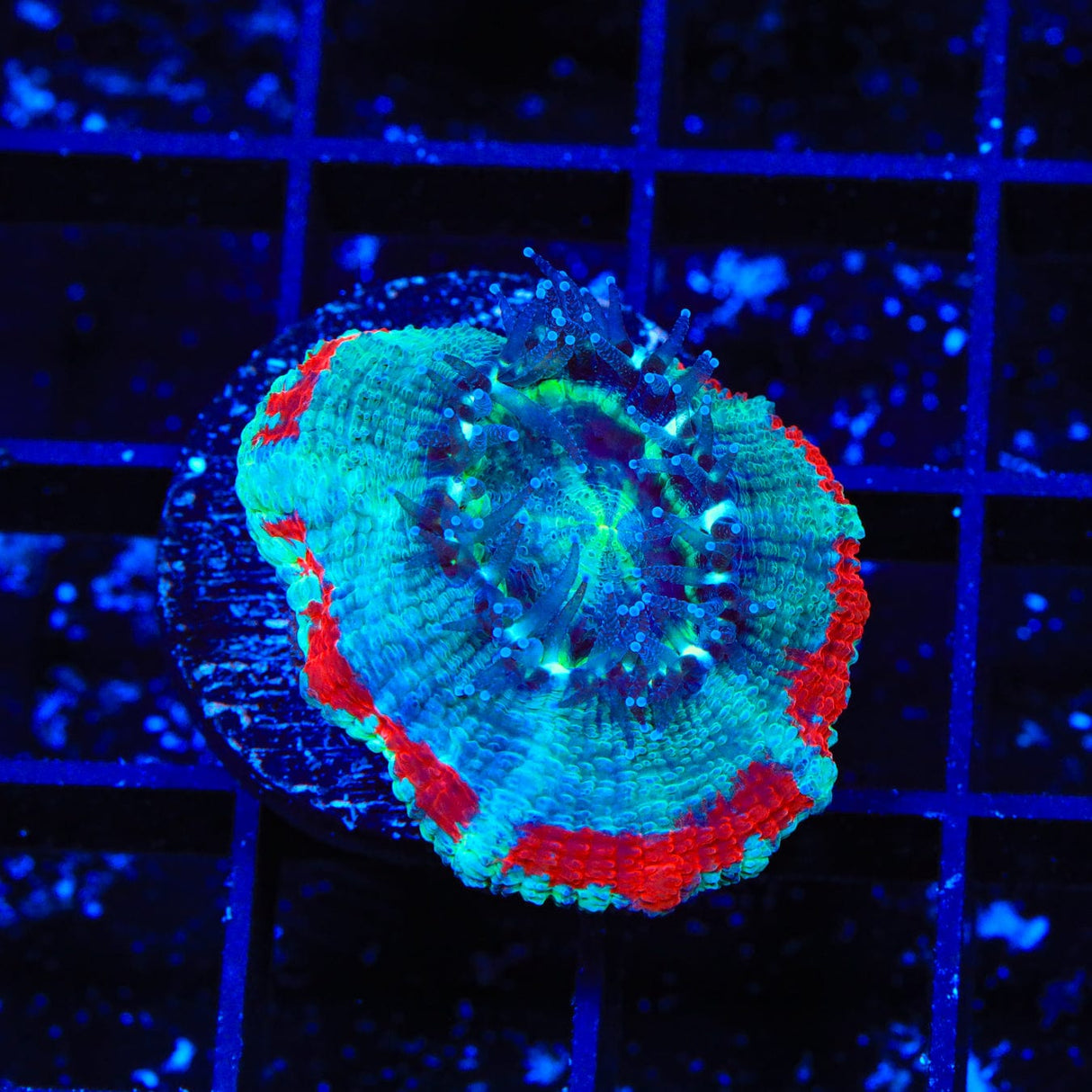 Ultra Acan Coral