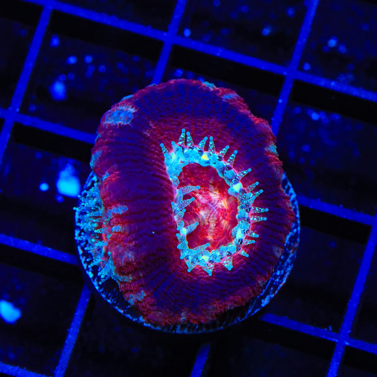 Ultra Acan Coral