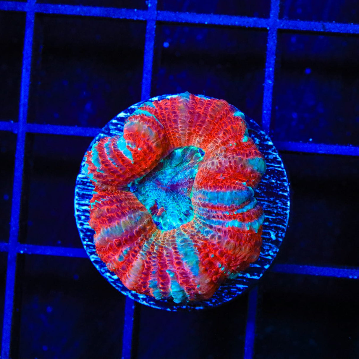 Ultra Acan Coral