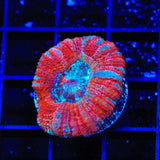 Ultra Acan Coral
