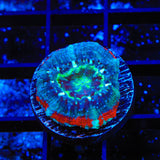 Ultra Acan Coral