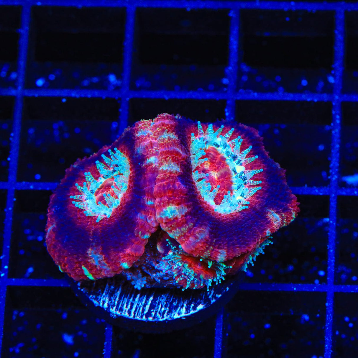 Ultra Acan Coral