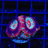 Ultra Acan Coral