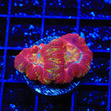 Ultra Acan Coral