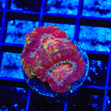 Ultra Acan Coral