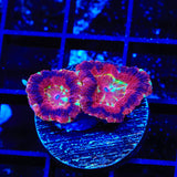 Ultra Acan Coral