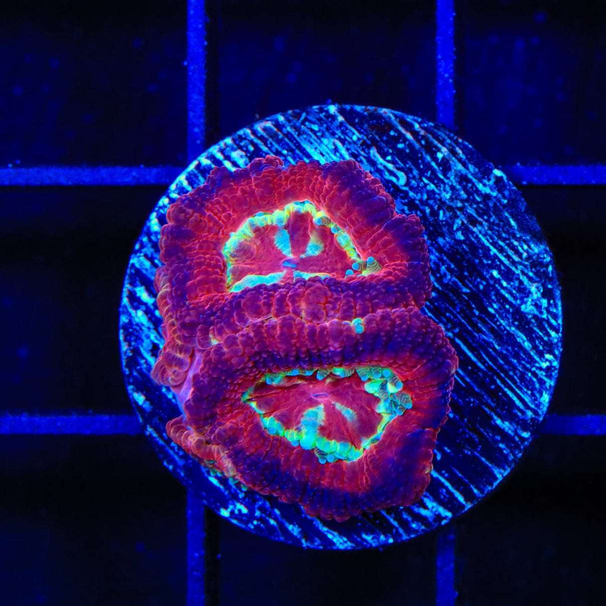 Ultra Acan Coral