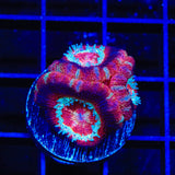 Ultra Acan Coral