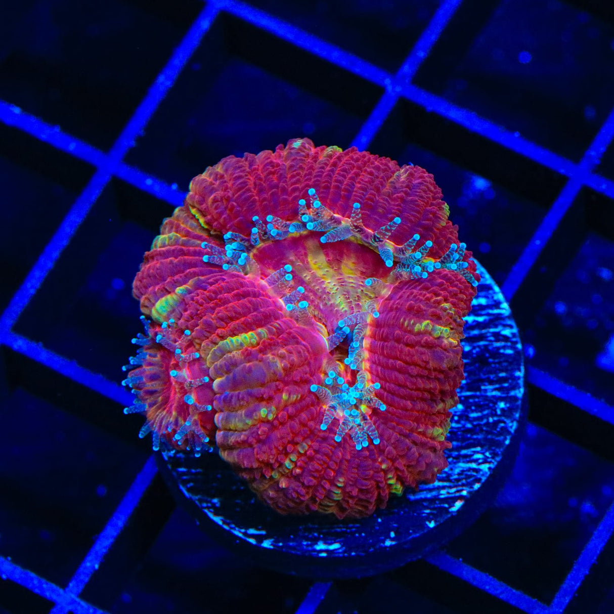 Ultra Acan Coral
