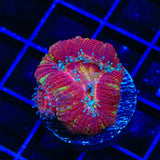 Ultra Acan Coral