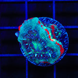 Ultra Acan Coral