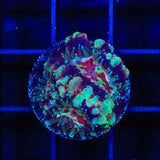 Ultra Acan Coral