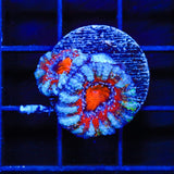 Ultra Acan Coral