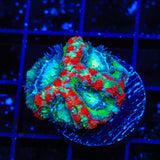 Ultra Acan Coral
