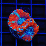 Ultra Acan Coral