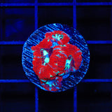 Ultra Acan Coral