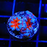 Ultra Acan Coral