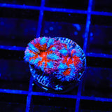 Ultra Acan Coral
