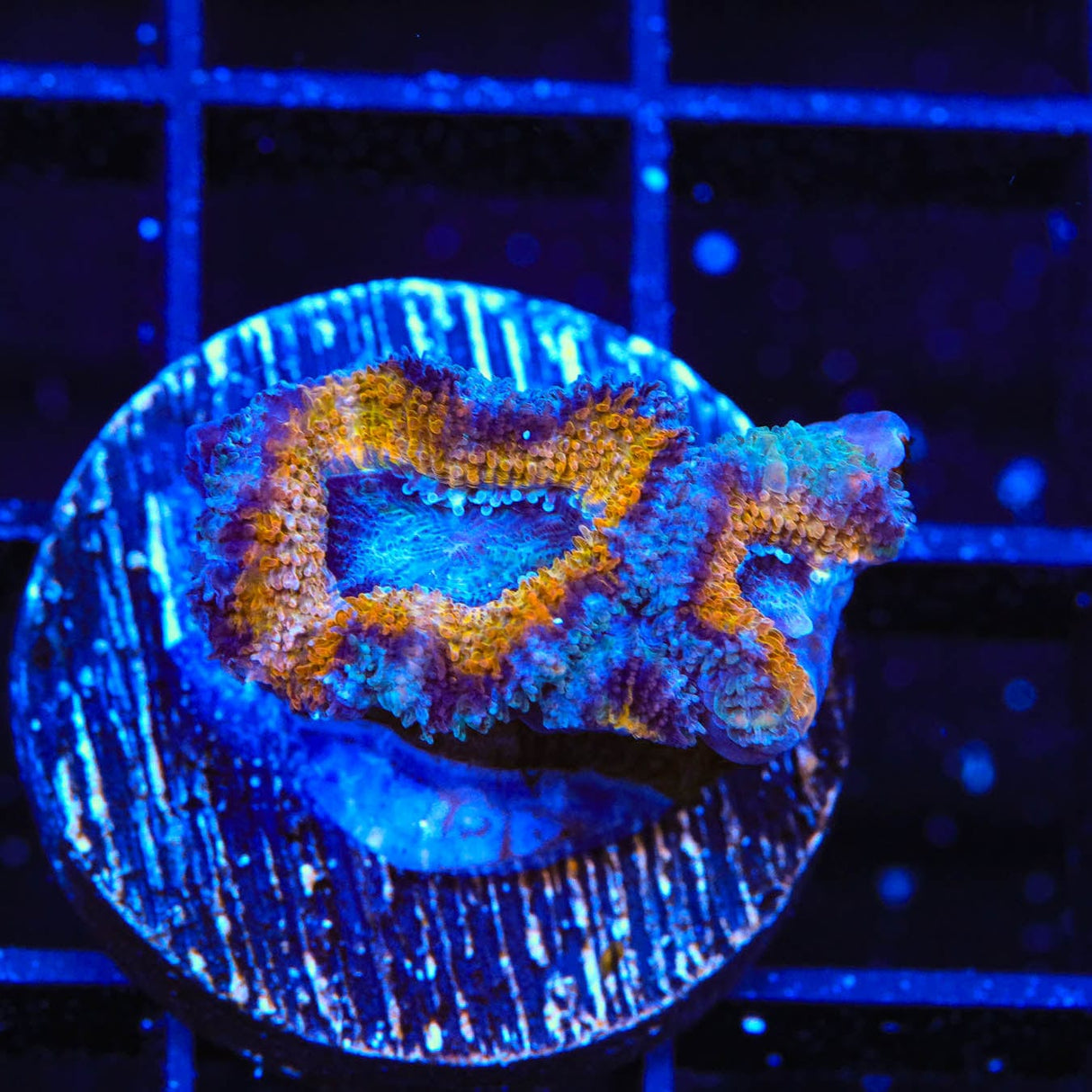 Ultra Acan Coral