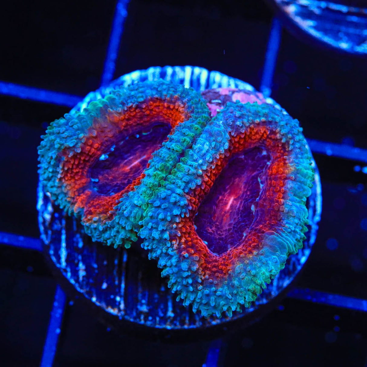 Ultra Acan Coral