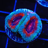 Ultra Acan Coral